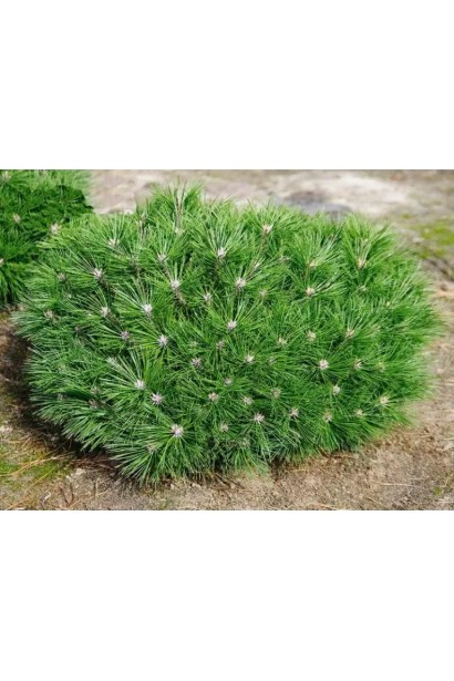 Сосна "Бамбіно" для маленьких садів і альпінаріїв.